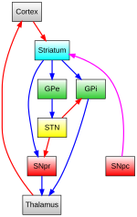 Thumbnail for Primate basal ganglia