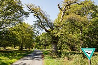 Grove of trees in Greifenstein