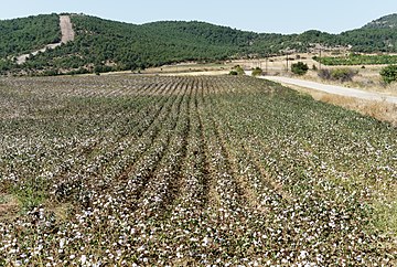 Cotton field near Lagyna