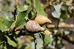 Thumbnail for File:Beaked Spindle Gall.jpg