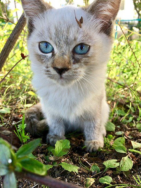 File:Beautiful Blue-eyed kitty.jpg