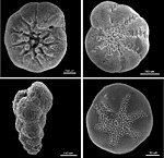 Benthic foraminifera.jpg