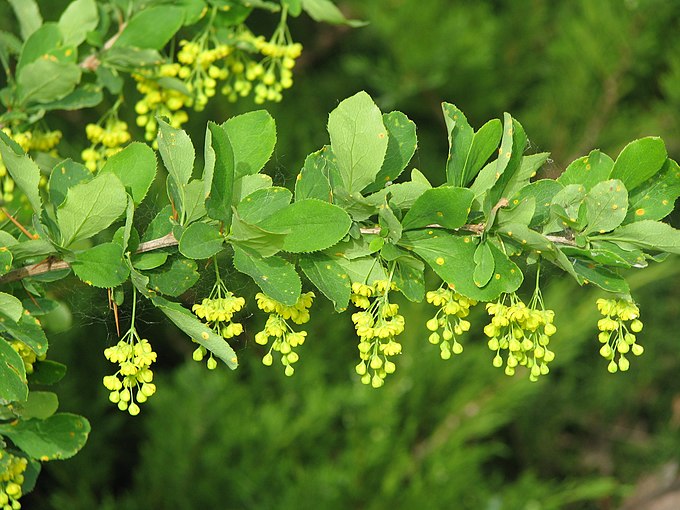 Кустарники средней полосы фото. Барбарис обыкновенный Berberis vulgaris. Барбарис обыкновенный - Bеrberis vulgаris.. Барбарис обыкновенный куст. Барбарис обыкновенный колючки.