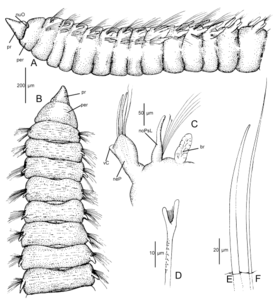 Berkeleyia weddellia (10.11646-zootaxa.4218.1.1) Figura 4.png