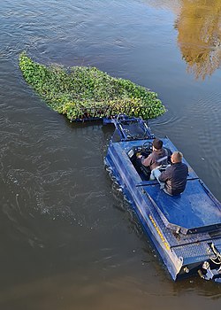 Collecting the floating pennywort with a mowing boat in Germany Berky Mahboot Typ 6310 Gr.Wassernabel1.jpg