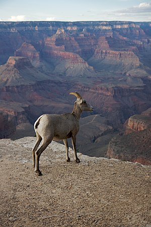 Bighorn sheep ewe in Grand Canyon National Park