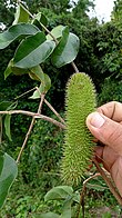 Плод Bignonia sciuripabula