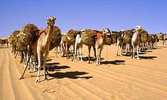 Sókaraván dromedárokkal Agadez és Bilma között