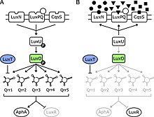 Quorum Sensing model in V. harveyi A) low cell density B) high cell density Biolum. in v harveyi.jpg