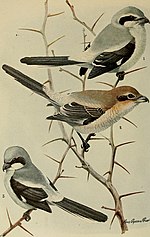 Thumbnail for File:Bird lore (1918) (14775153513).jpg