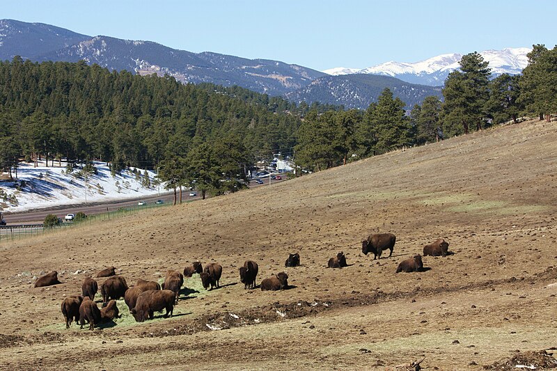 File:Bison herd at Genesee Park-2012 03 10 0601.jpg