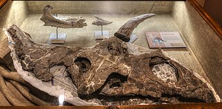 <i>Bisticeratops</i> Extinct genus of chasmosaurine dinosaurs