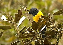 Papallacta Pass - Ecuador Black-chested Mountain-Tanager.jpg