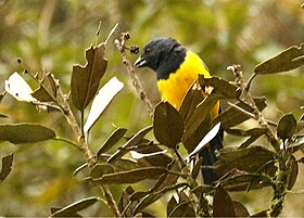 Black-chested Mountain-Tanager.jpg