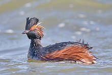 A bird, looking at the viewer, in water with a black cap, yellowish tufts of hair extending from the eye, an overall black body, and reddish flanks.