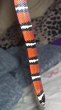 BlackMilkSnake.jpg