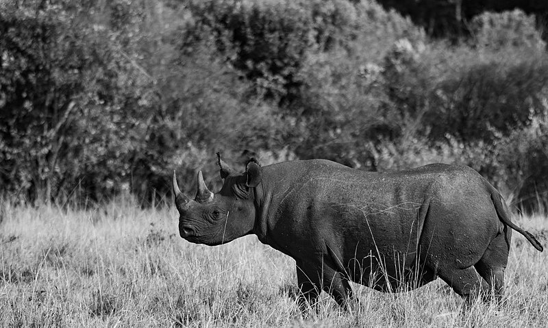 File:Black rhino maasai marai.jpg