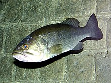 Blackbass.jpg