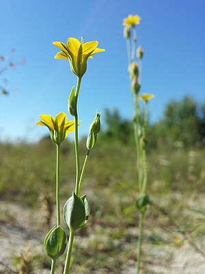 Blackstonia acuminata sl6.jpg