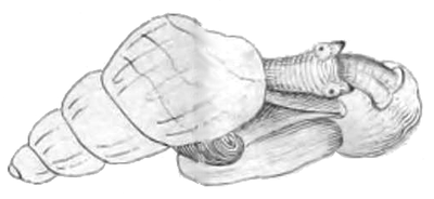 Drawing of Blanfordia bensoni. Blanfordia bensoni 2.png