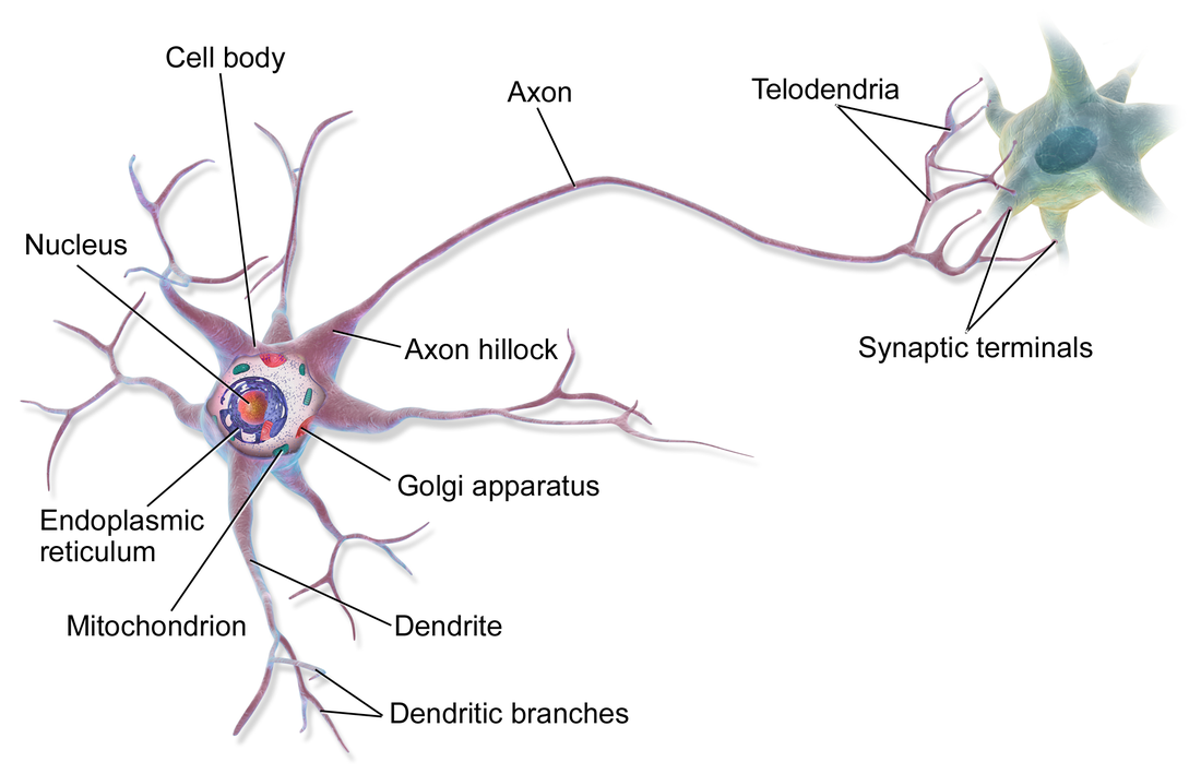 File:Blausen 0657 MultipolarNeuron.png