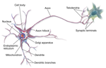 Miniatura per Circuit neuronal