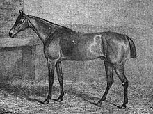 Blucher (Arnull's 1814 Derby winner) in an engraving of 1816 after a painting by James Barenger Blucher.jpg