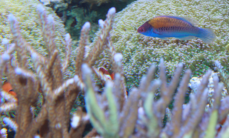 File:Bluehead Fairy Wrasse – Cirrhilabrus cyanopleura.jpg