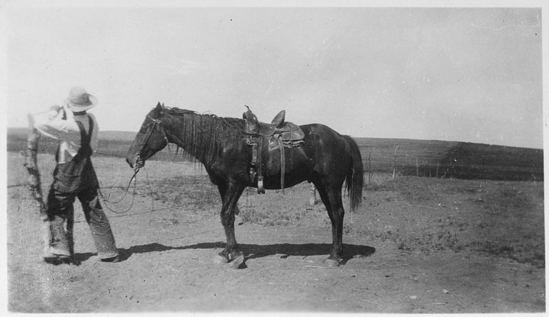 File:Bob Whipple and four year old Morgan horse - NARA - 285642.jpg