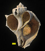 Bolinus brandaris from the Pliocene of Cyprus showing interior