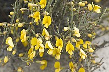 Bossiaea leptacantha.jpg