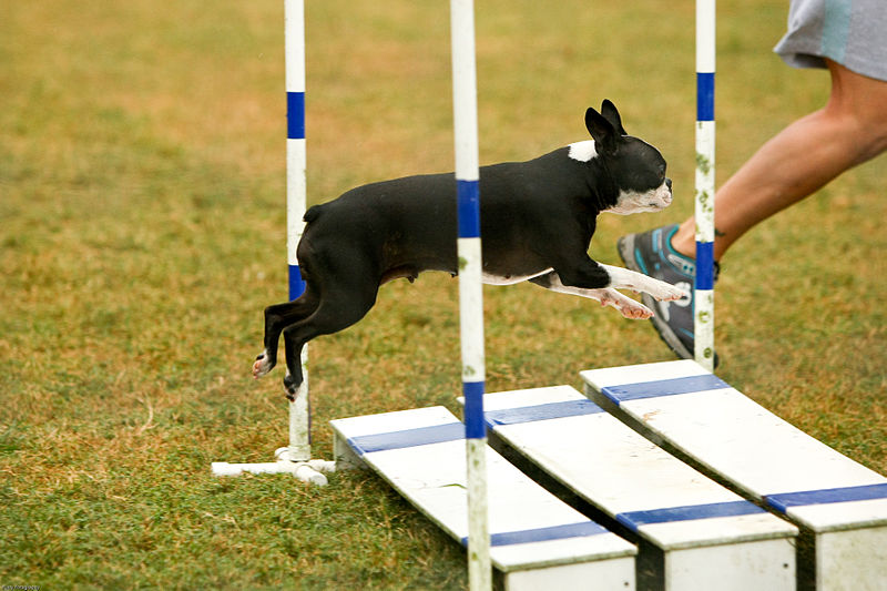 File:Boston broad jump.jpg