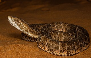 <i>Bothrops itapetiningae</i>