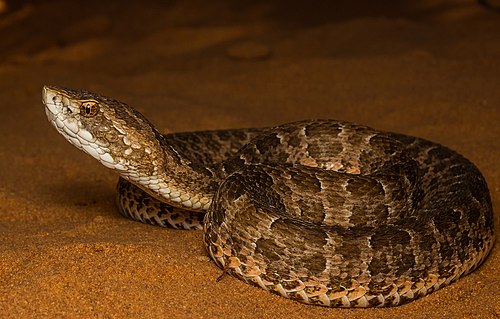 Bothrops itapetiningaea