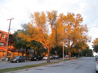 <span class="mw-page-title-main">Langelier Boulevard</span> Thoroughfare in Montreal, Canada