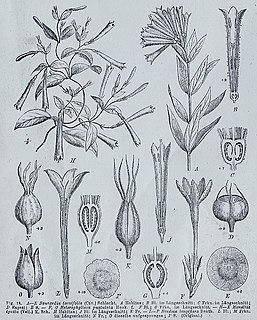 <i>Hindsia</i> Genus of plants