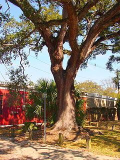 Boyington Oak Historic oak tree in Mobile, Alabama