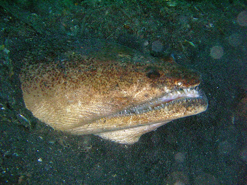 File:Brachysomophis cirrocheilos - Stargazer Snake Eel.jpg