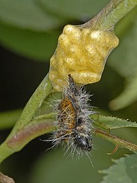 Cocoons of Cotesia species with the remains of a dead parasitized caterpillar Braconidae - Cotesia glomerata - Cocoons.JPG