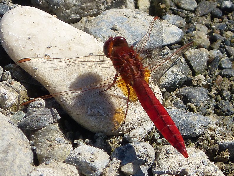 File:Broad Scarlet. Crocothemis erythraea male (32969000906).jpg