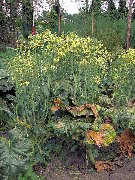 File:Broccoli bloeiende plant.jpg