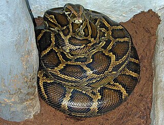 <span class="mw-page-title-main">Burmese python</span> Species of large, nonvenomous snake