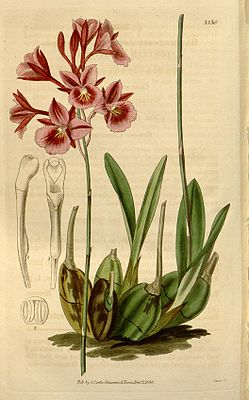 Broughtonia sanguinea, illustration