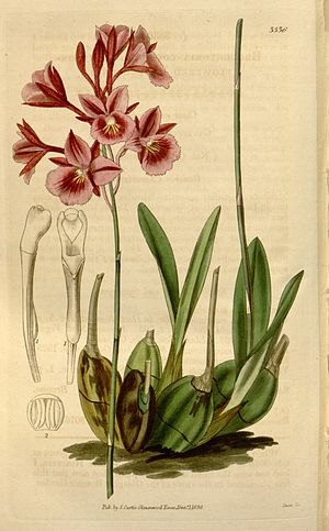 Broughtonia sanguinea (1836).jpg