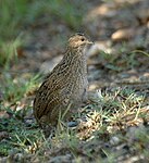 Brown Quail Dayboro Feb06.jpg