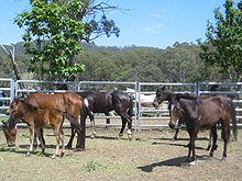 Cuatro caballos delgados y un potro en un corral cercado con paneles de tubería, algunos comiendo heno