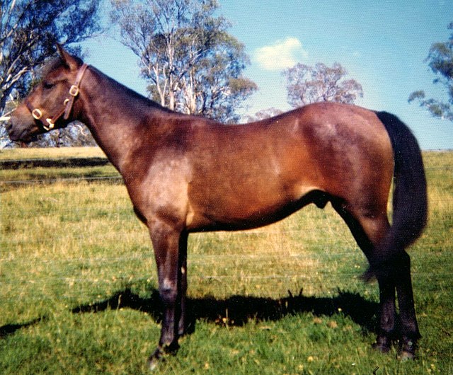 This brumby was used as a safe and reliable mount for a rider who was in her 70s.