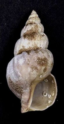 Buccinum scalariforme 001.jpg