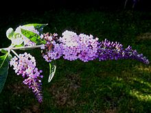 Буддлея Флаттерби Лаванда, panicle.jpg