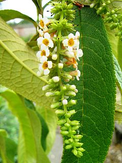 <i>Buddleja forrestii</i> Species of plant